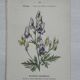 Botanical Plate 1800 Old Naturalist Engraving 19th Century Double-Sided