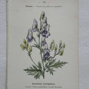 Botanical Plate 1800 Old Naturalist Engraving 19th Century Double-Sided