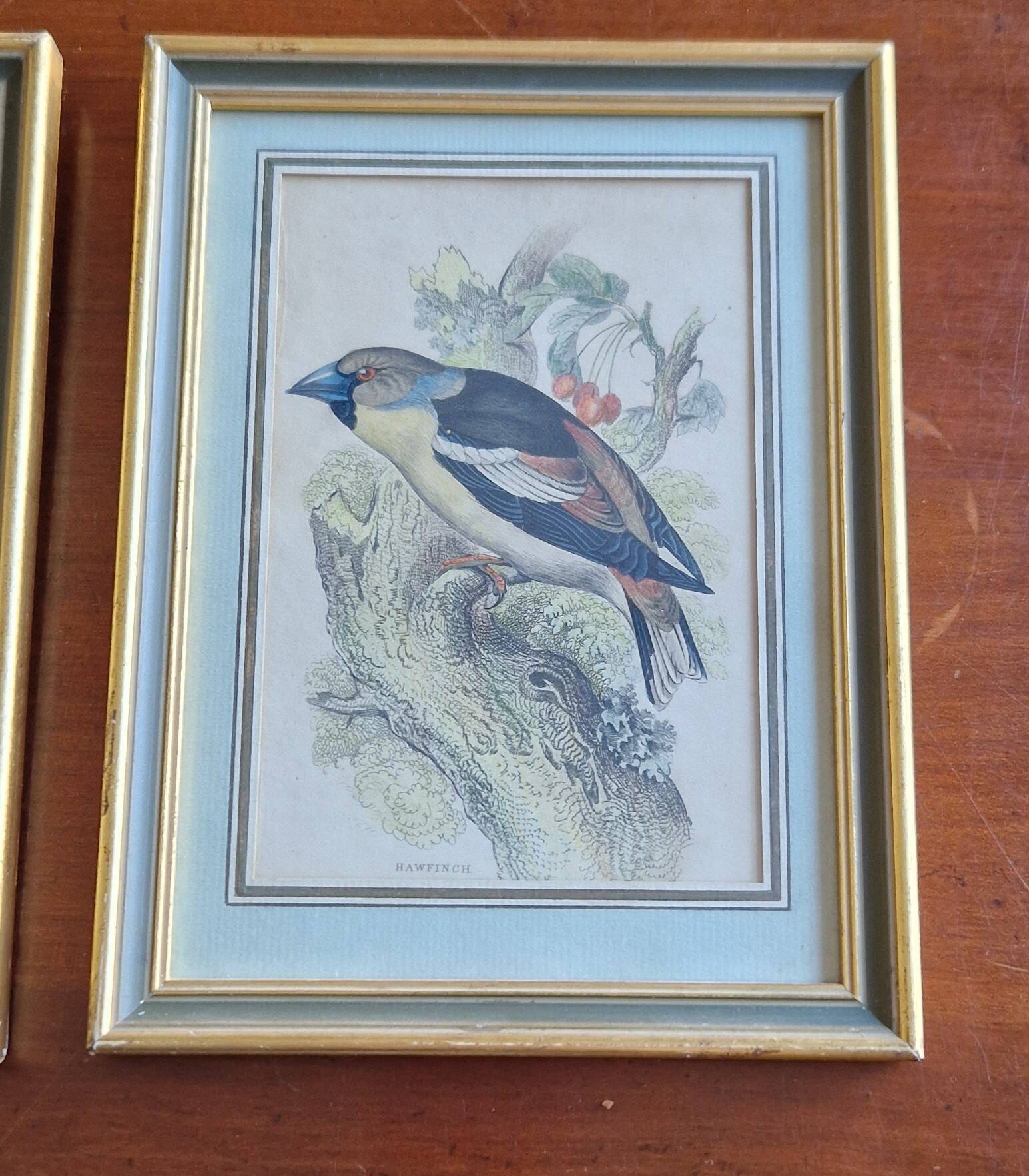 3 engravings Birds Lidzars