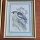3 engravings Birds Lidzars