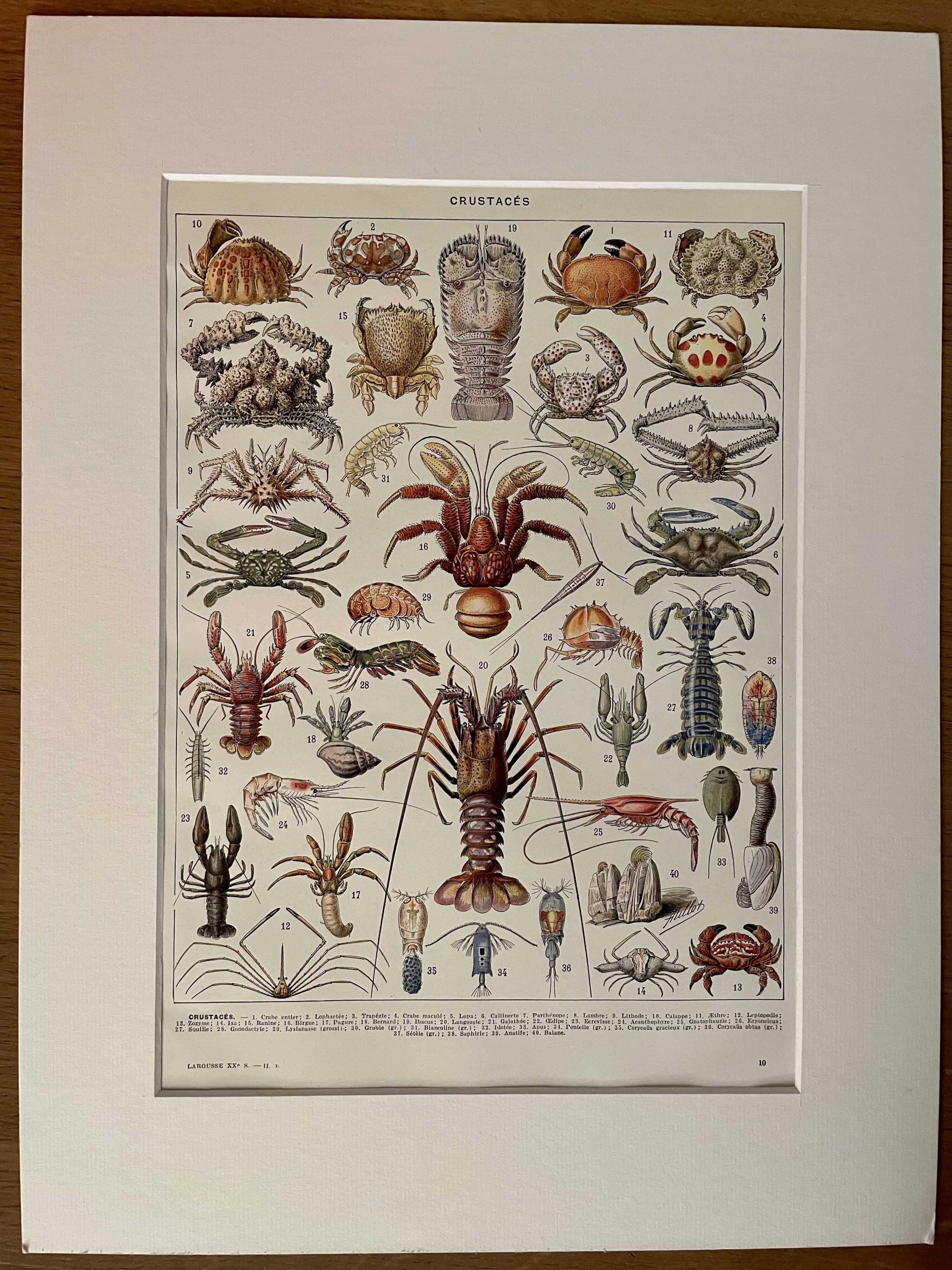 Lithograph on crustaceans - 1930