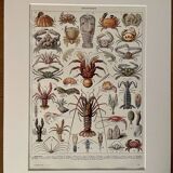 Lithograph on crustaceans - 1930