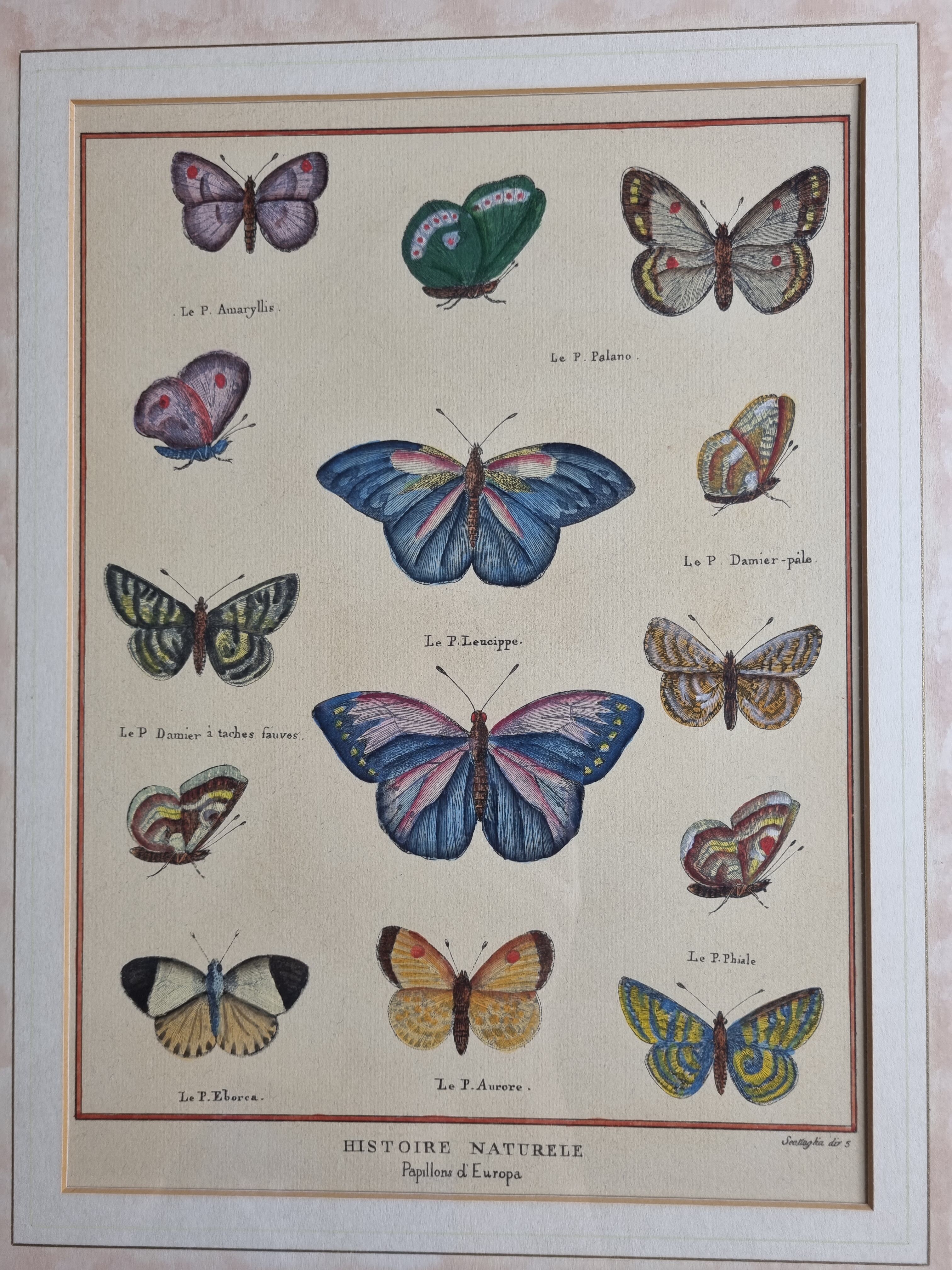 Natural history plate, "The Butterflies of Europe", after Pietro Scattaglia, XVIIIth