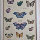 Natural history plate, "The Butterflies of Europe", after Pietro Scattaglia, XVIIIth