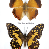 Black frame to 2 butterflies