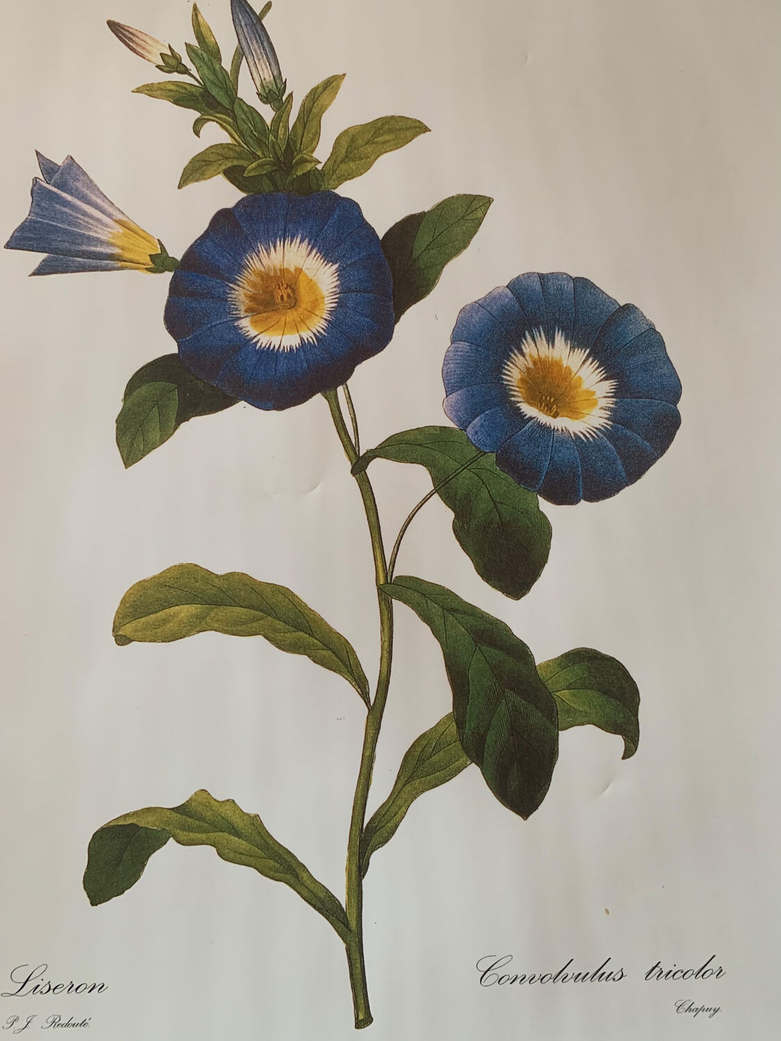 Vintage flower poster