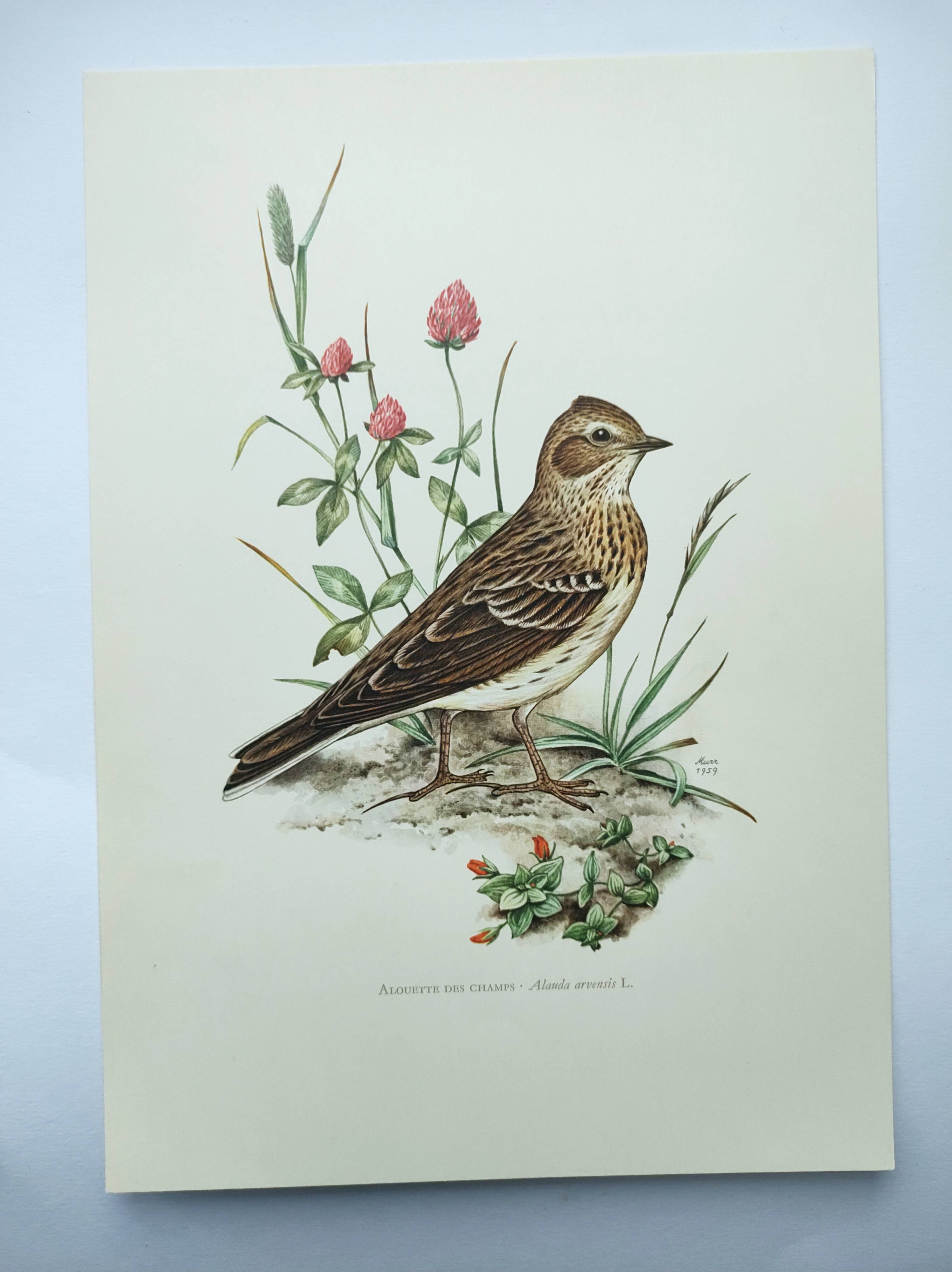 Old bird board 1960s - Skylark - Illustration to frame