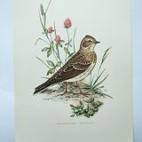 Old bird board 1960s - Skylark - Illustration to frame