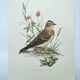 Old bird board 1960s - Skylark - Illustration to frame