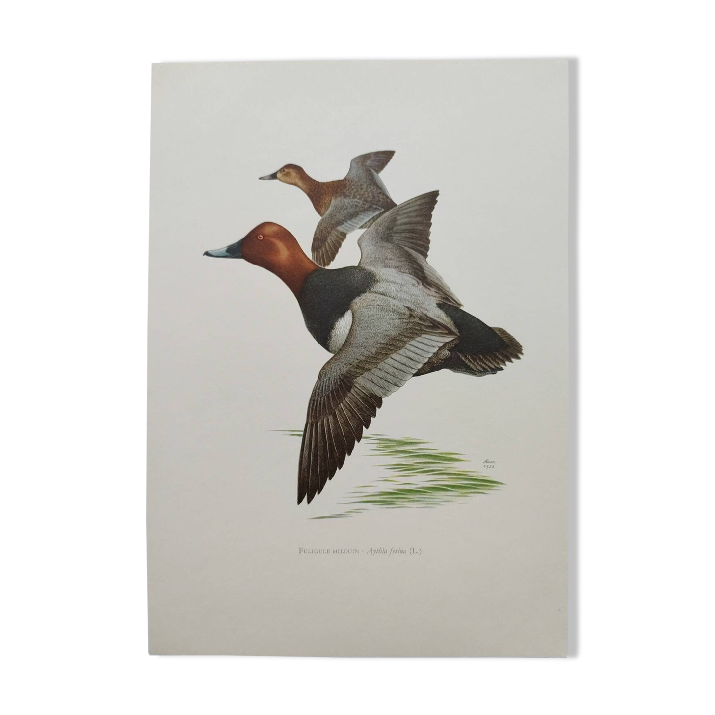 Bird board 60s - Pochard - Vintage ornithological illustration