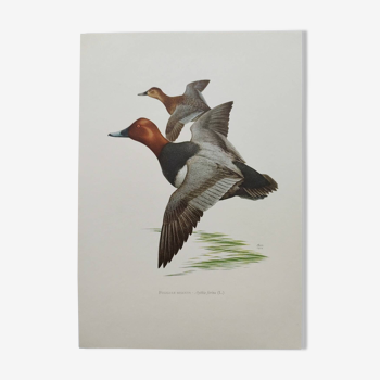 Bird board 60s - Pochard - Vintage ornithological illustration