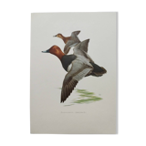 Bird board 60s - Pochard - Vintage ornithological illustration