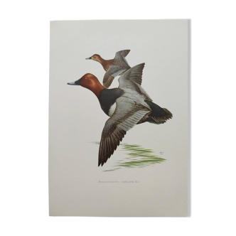 Planche oiseaux Années 60 - Fuligule Milouin - Illustration ornithologique vintage