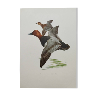 Bird board 60s - Pochard - Vintage ornithological illustration