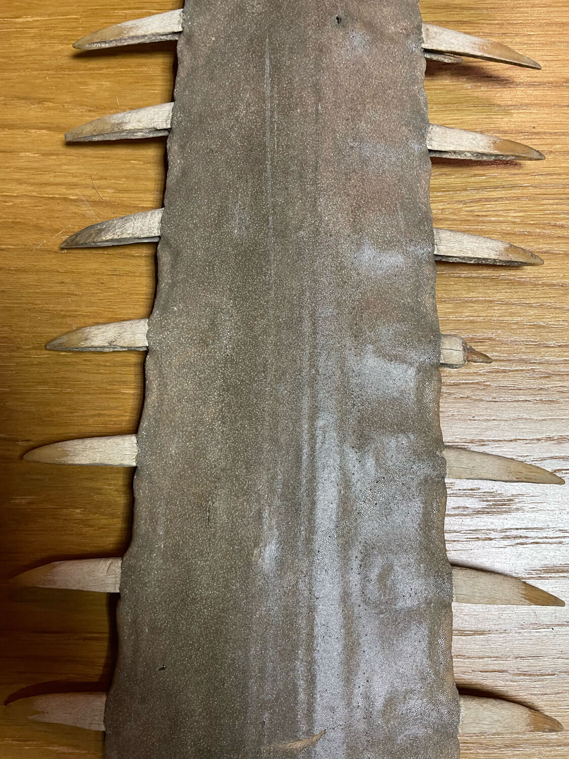 Old sawfish rostrum