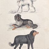 Poster (lithograph) dogs