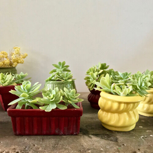 Ceramic pots for plants