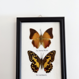 Black frame to 2 butterflies