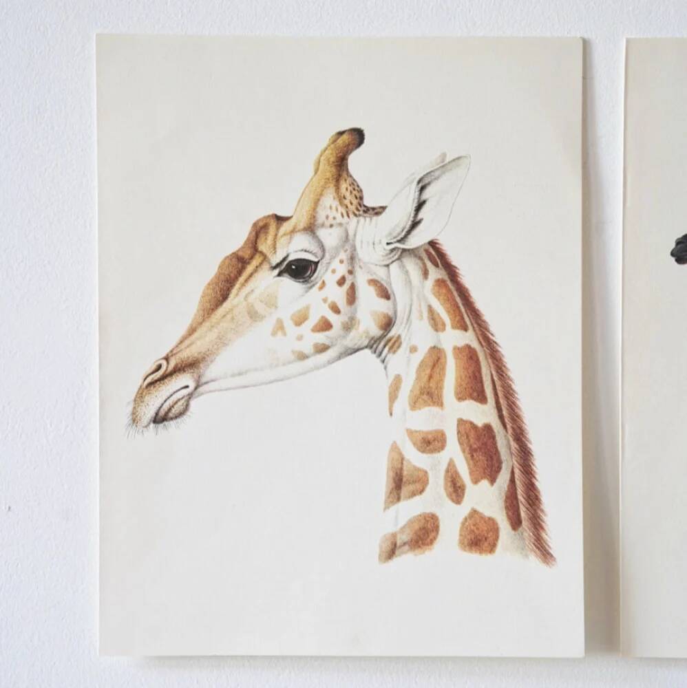 Bestiary plates from the Natural History Museum The giraffe