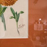 Watercolour Tableau Iconography Flowers Naturalism Rose Tagetes erecta nature