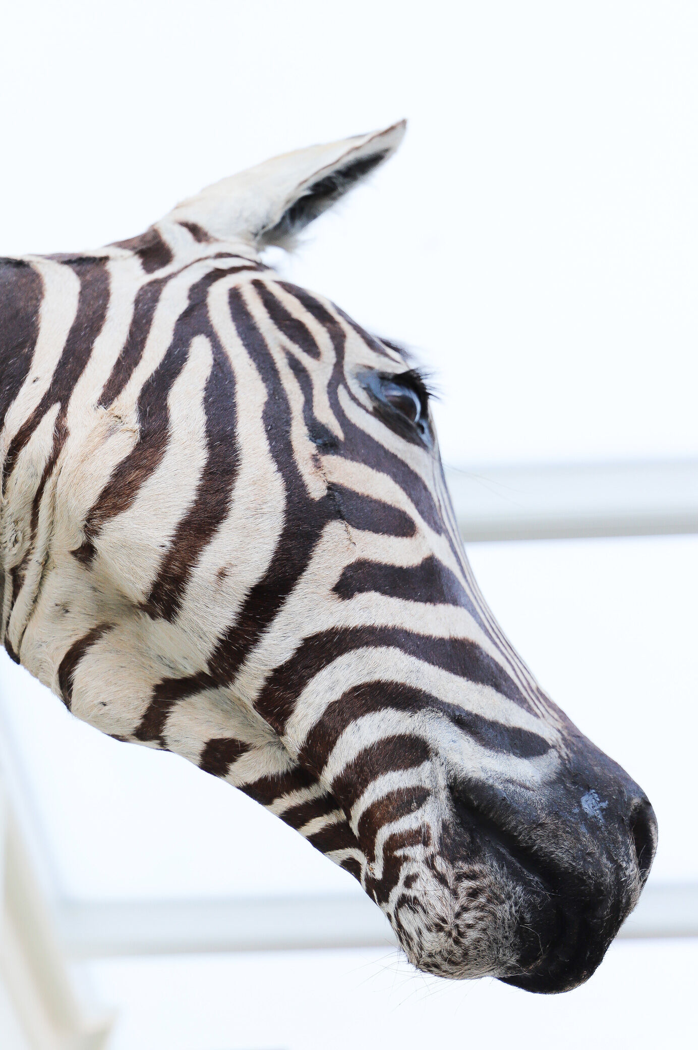 Zebra taxidermy
