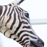 Zebra taxidermy