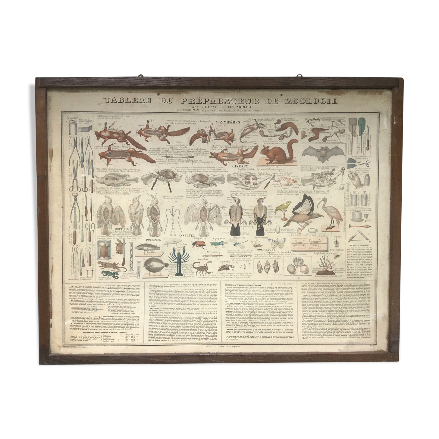 Bouasse-Lebel educational plank at the end of the 19th century Table of the Zoology Preparer Art to stuff