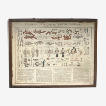 Planche pédagogique Bouasse-Lebel fin XIXème  Tableau du préparateur de zoologie Art d'empailler