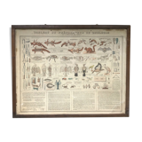 Bouasse-Lebel educational plank at the end of the 19th century Table of the Zoology Preparer Art to stuff