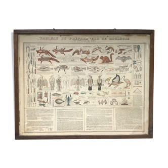 Bouasse-Lebel educational plank at the end of the 19th century Table of the Zoology Preparer Art to stuff