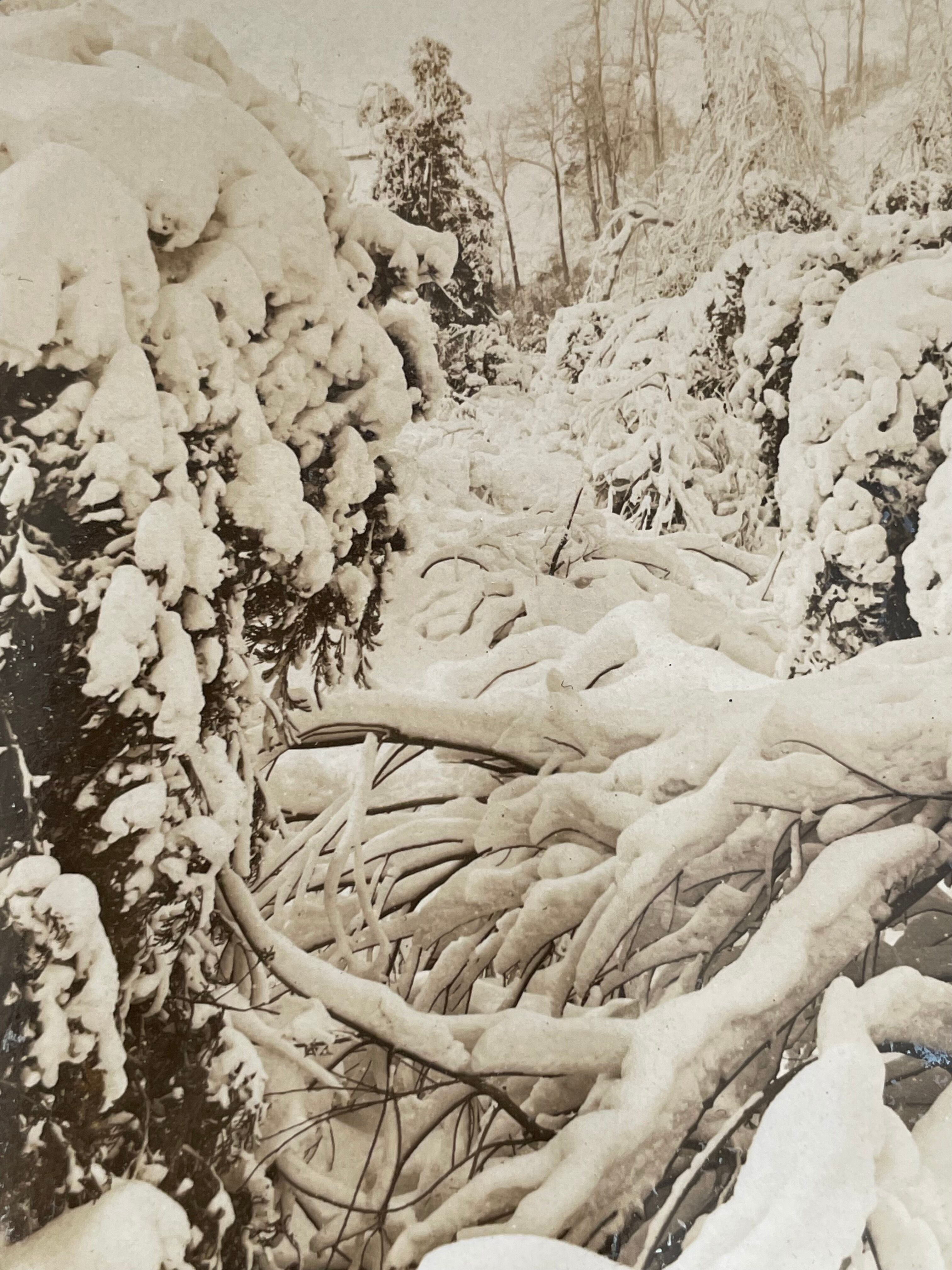 Antique photography, stereo, stereography, luxury albumine 1903 Ontario Canada