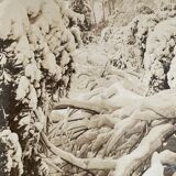 Antique photography, stereo, stereography, luxury albumine 1903 Ontario Canada