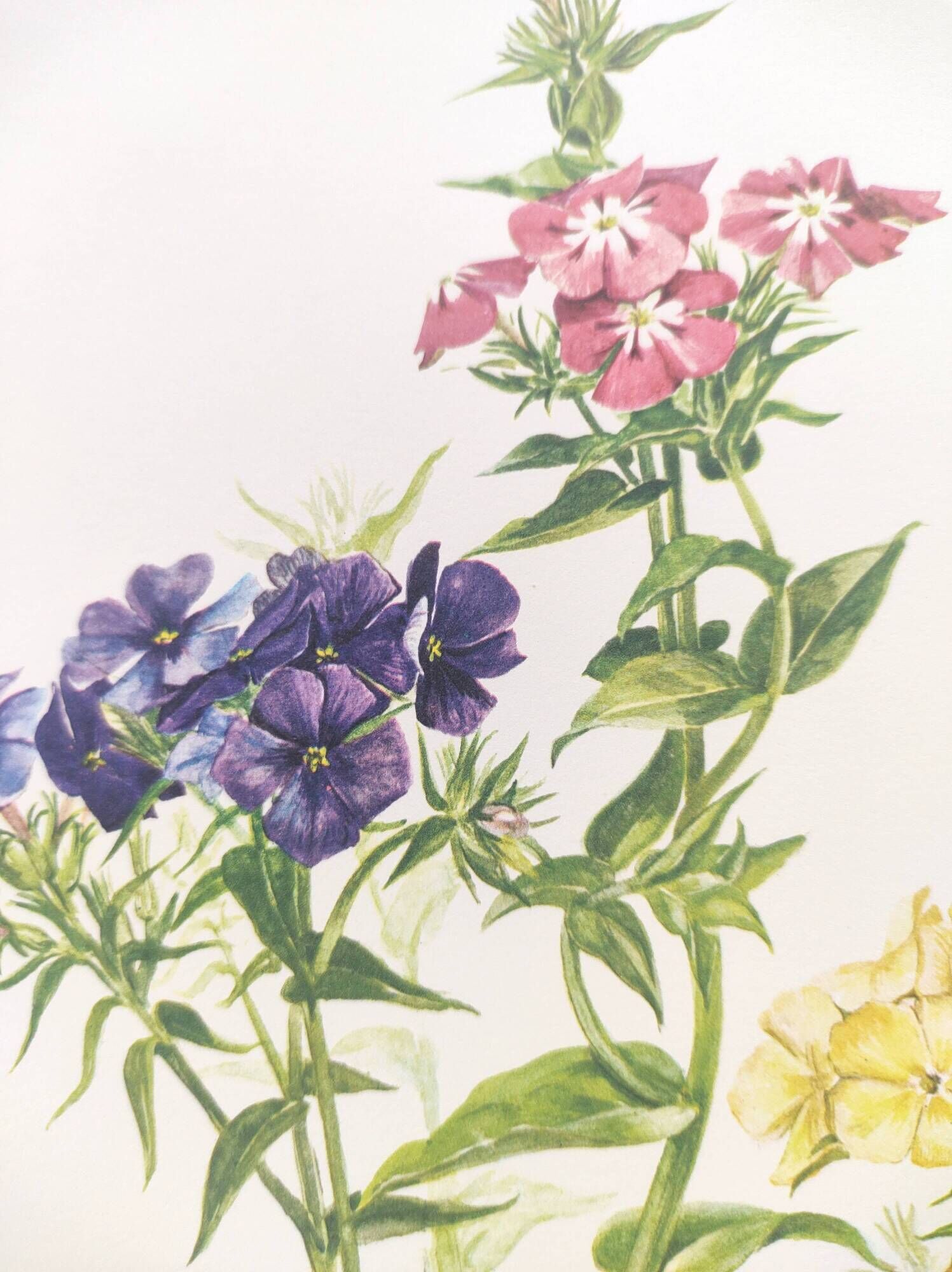 Vintage botanical plate from 1962 - Phlox - Plant engraving - Watercolor M.Rollinat