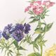 Vintage botanical plate from 1962 - Phlox - Plant engraving - Watercolor M.Rollinat