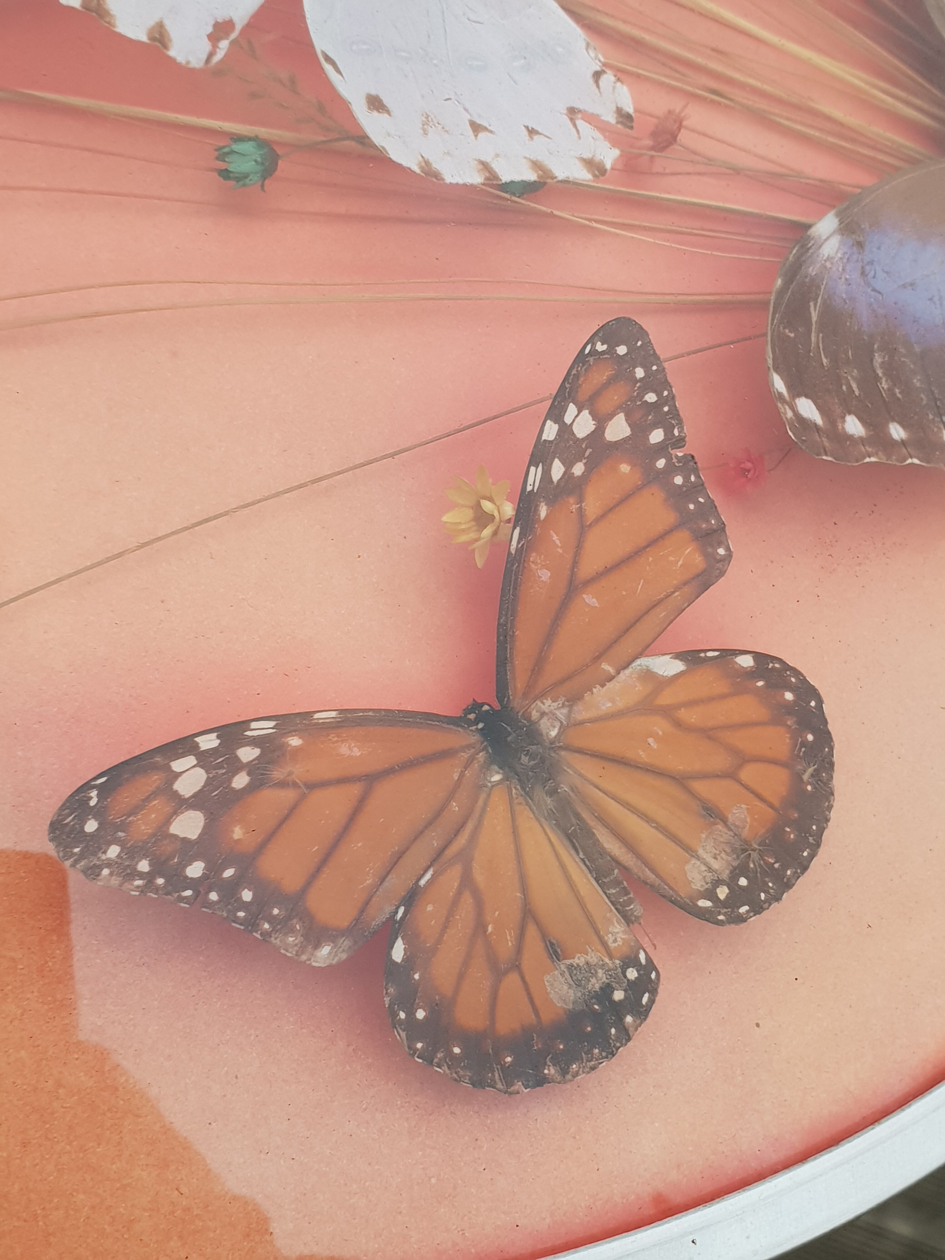 Round frame butterflies naturalized