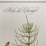 Botanical plank the Prêle des Champs