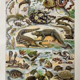 Old illustration "Reptiles"