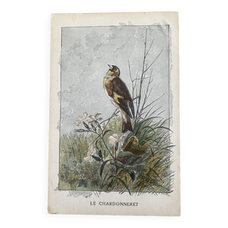 Old bird engraving - Giacomelli and Huyot - LE CHARDONNET -