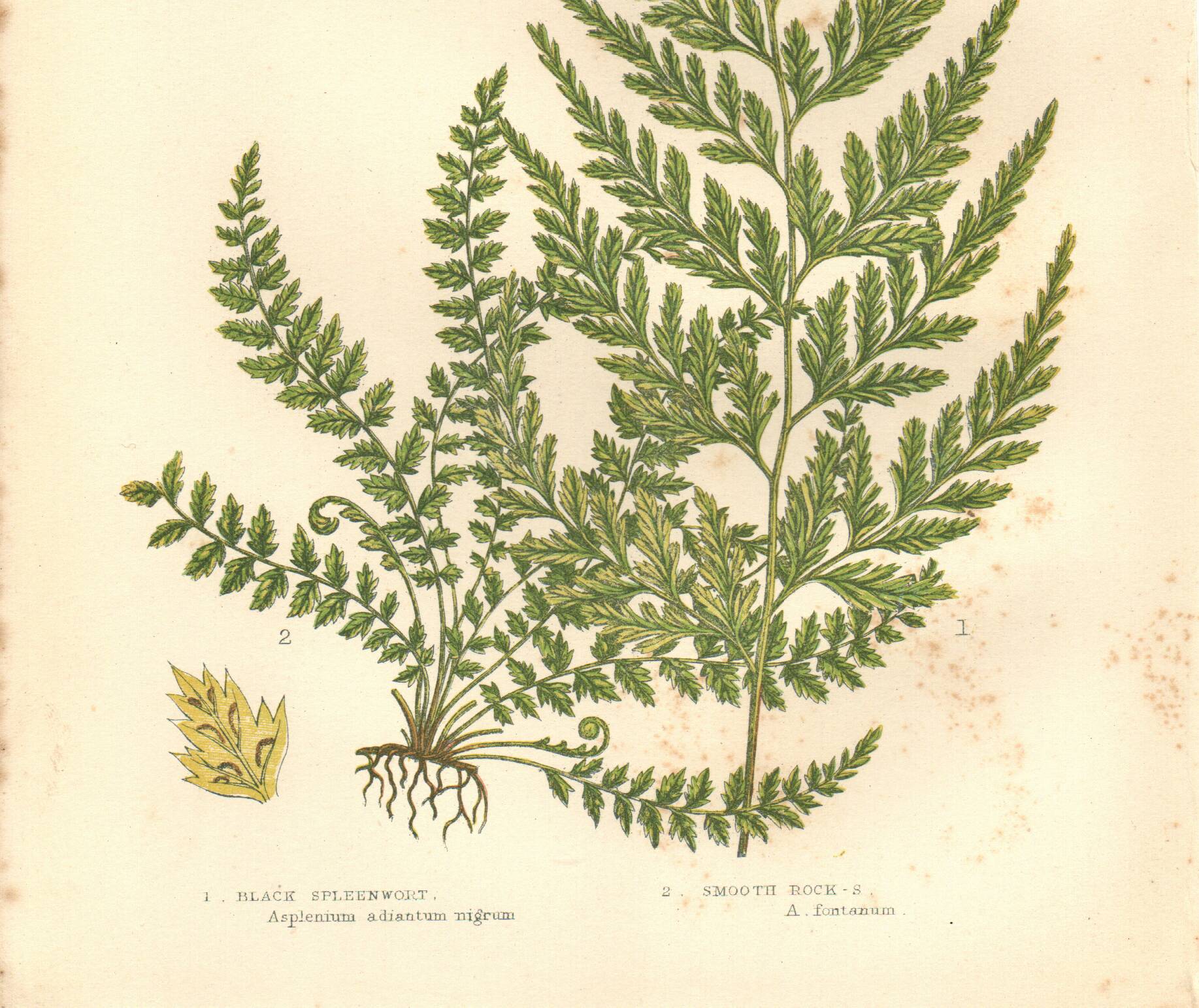 Engraving from 1889 - Fougères fern by A. Pratt - Botanical lithograph