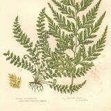 Engraving from 1889 - Fougères fern by A. Pratt - Botanical lithograph