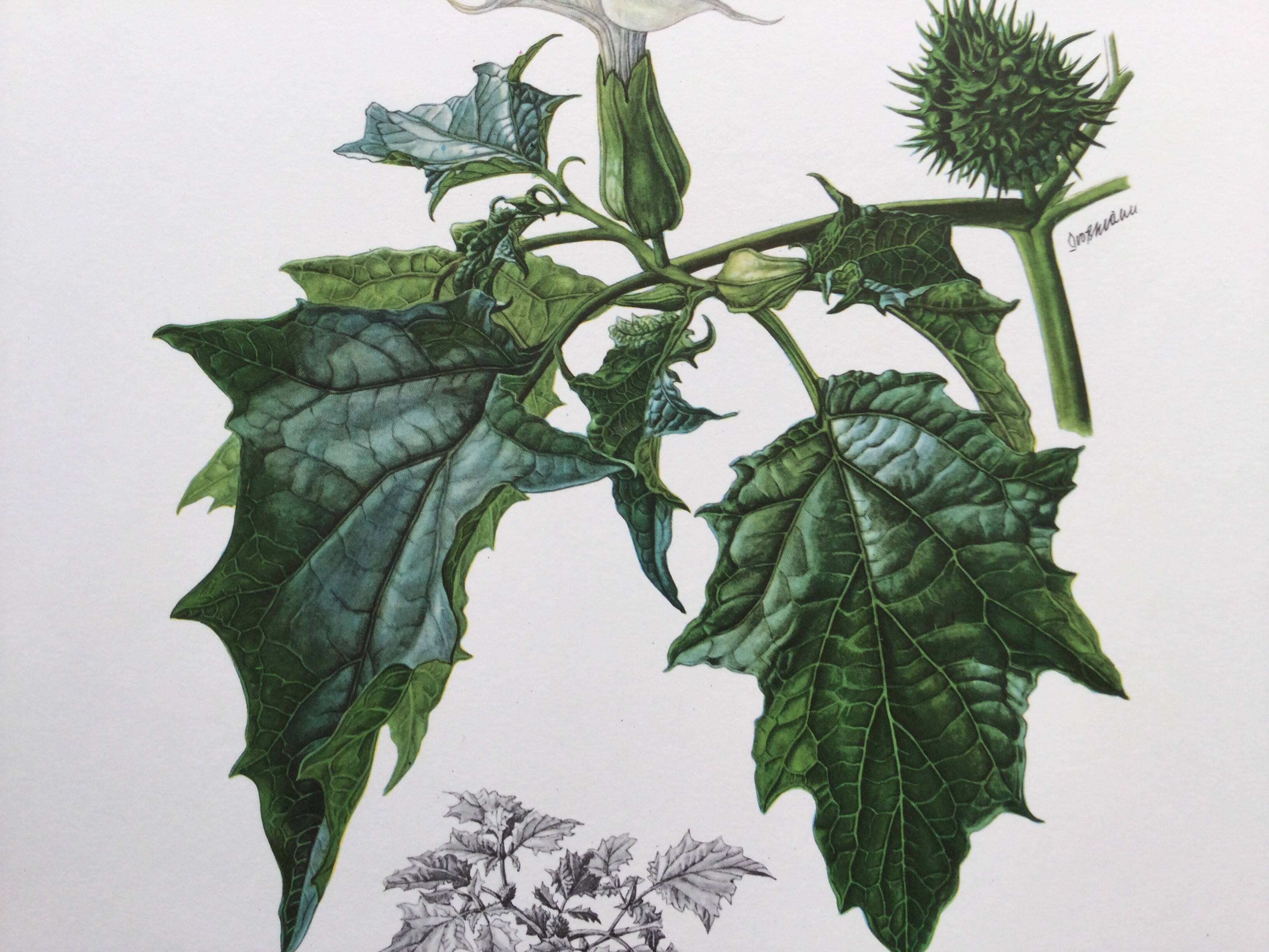 Botanical poster 'Flower' Old illustration from the 60s