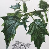 Botanical poster 'Flower' Old illustration from the 60s