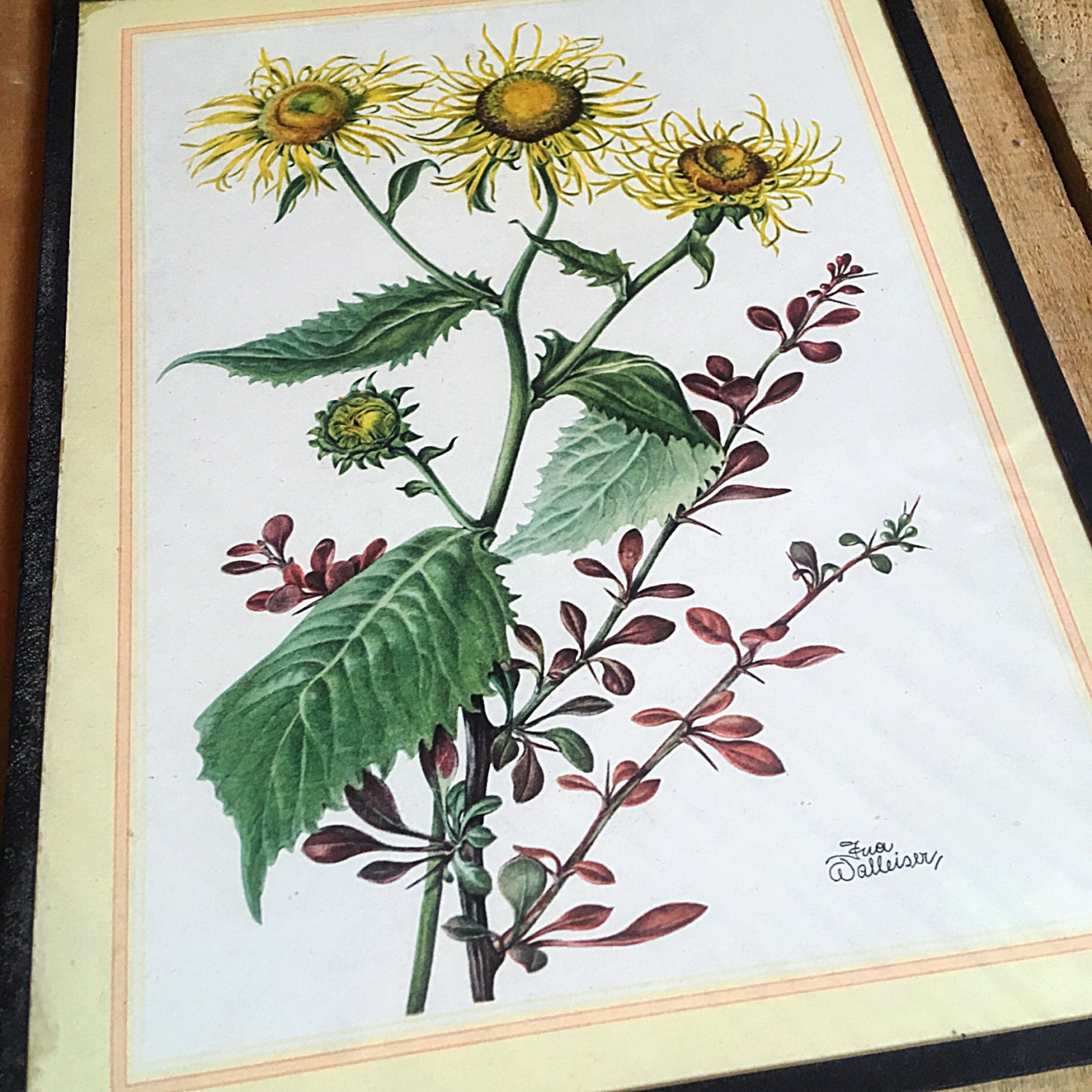 Set of three illustrations of vintage flowers under glass, 1960/1970s