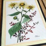 Set of three illustrations of vintage flowers under glass, 1960/1970s