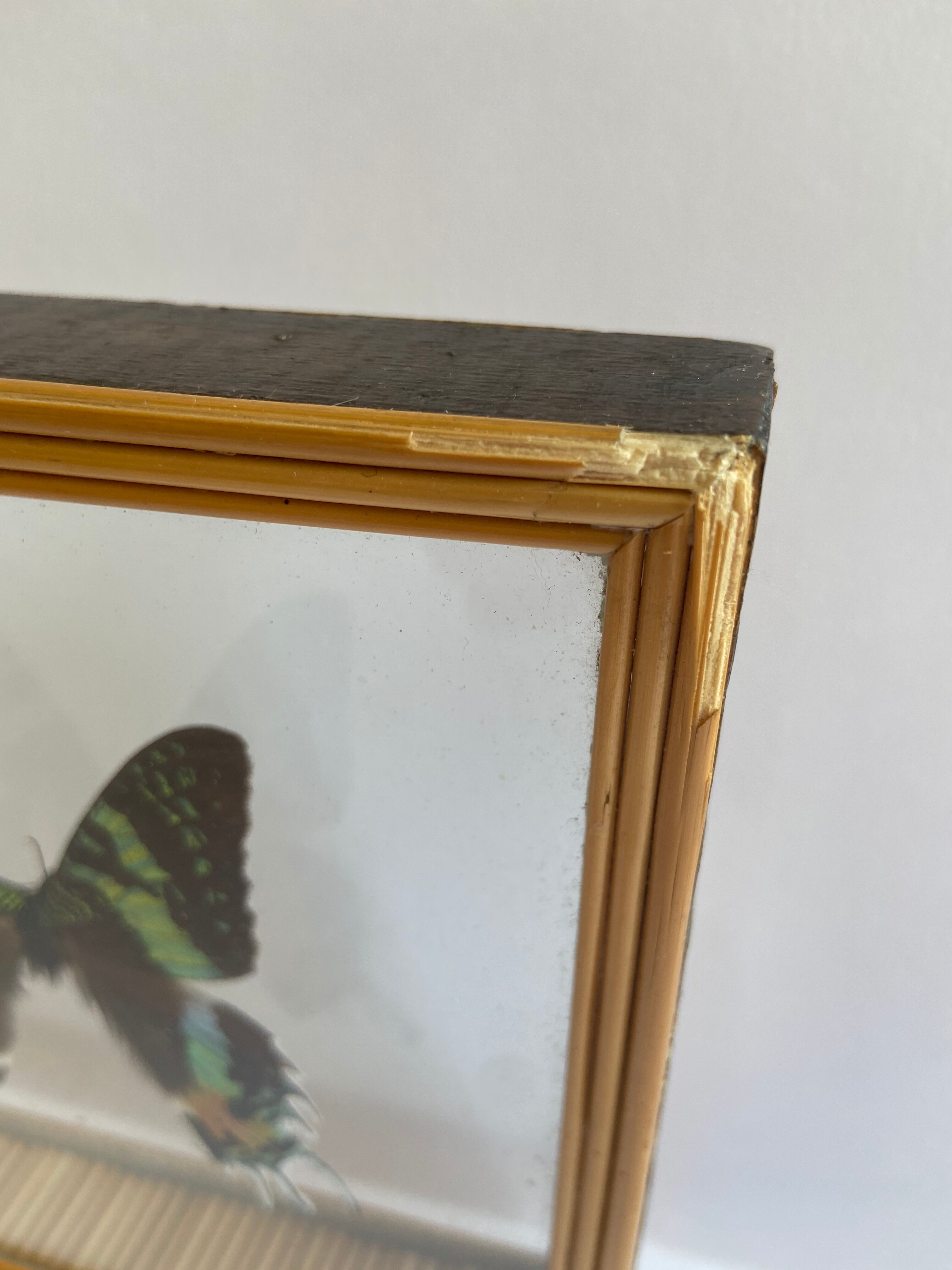 Naturalized framed butterfly