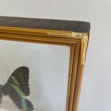 Naturalized framed butterfly