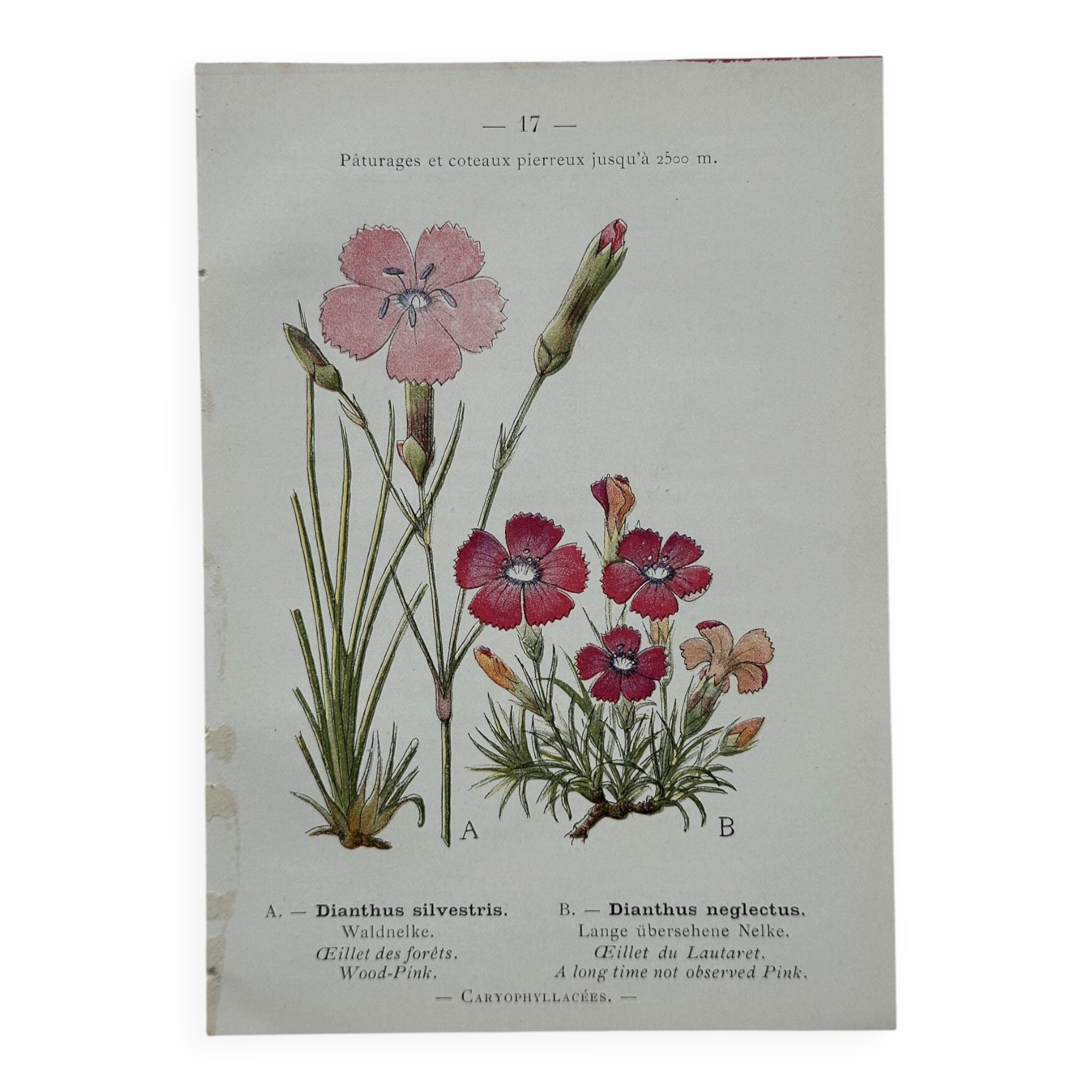 Botanical Plate 1800 Old naturalist engraving 19th century double-sided