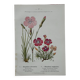 Botanical Plate 1800 Old naturalist engraving 19th century double-sided