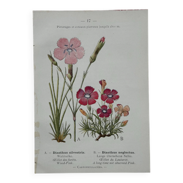 Botanical Plate 1800 Old naturalist engraving 19th century double-sided