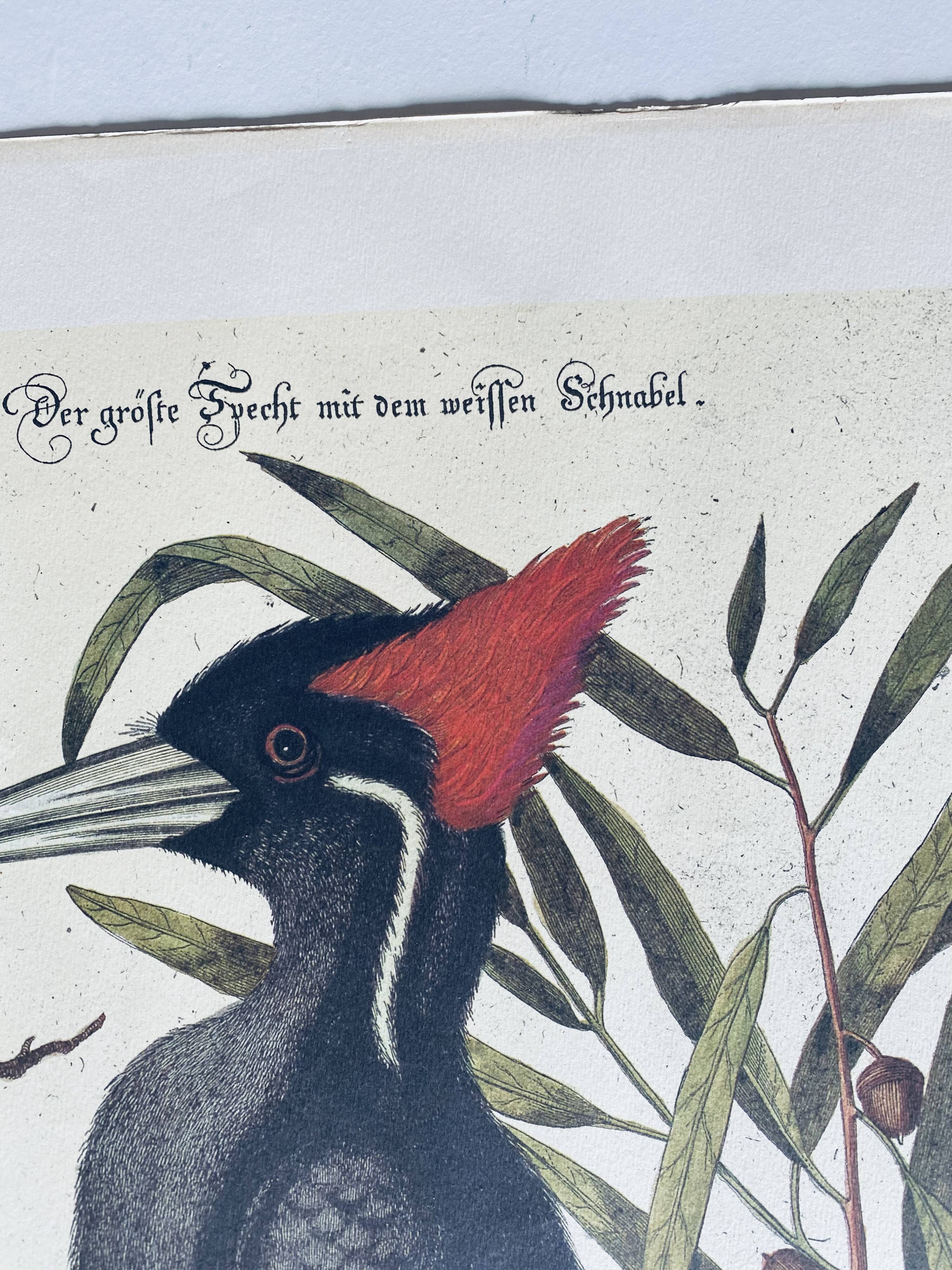 Ancient ornithological engraving, green peak